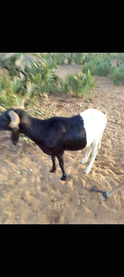 Mouton a vendre | Niger annonce