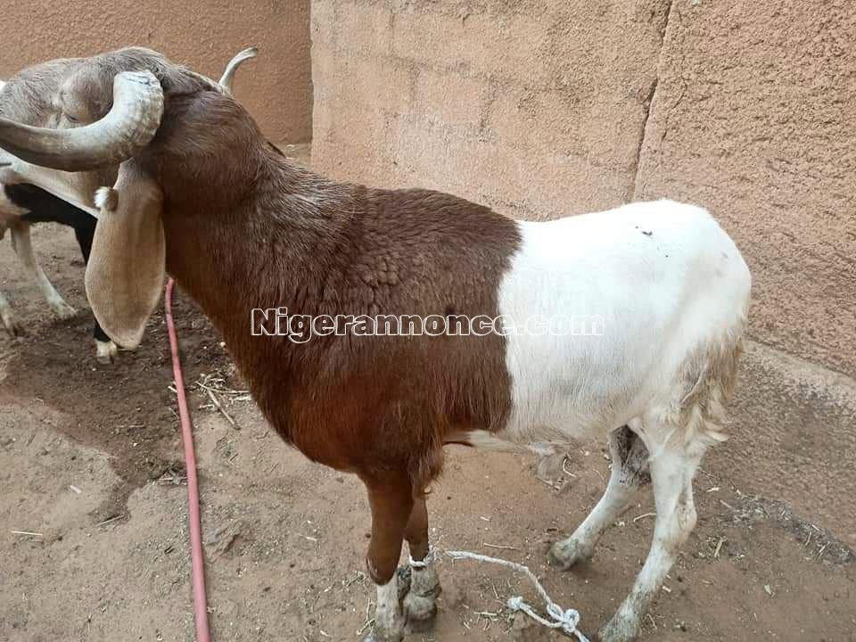 Mouton Tabaski eid a vendre | Niger annonce